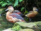 Lesser Whistling Duck (WWT Slimbridge June 2015) - pic by Nigel Key